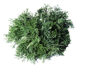 Abrotano<i>(Artemisia Abrotanum)</i>