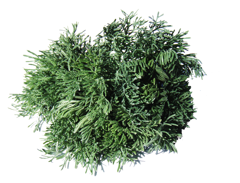 Abrotano<i>(Artemisia Abrotanum)</i>