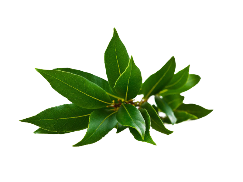 Alloro<i>(Laurus Nobilis)</i>