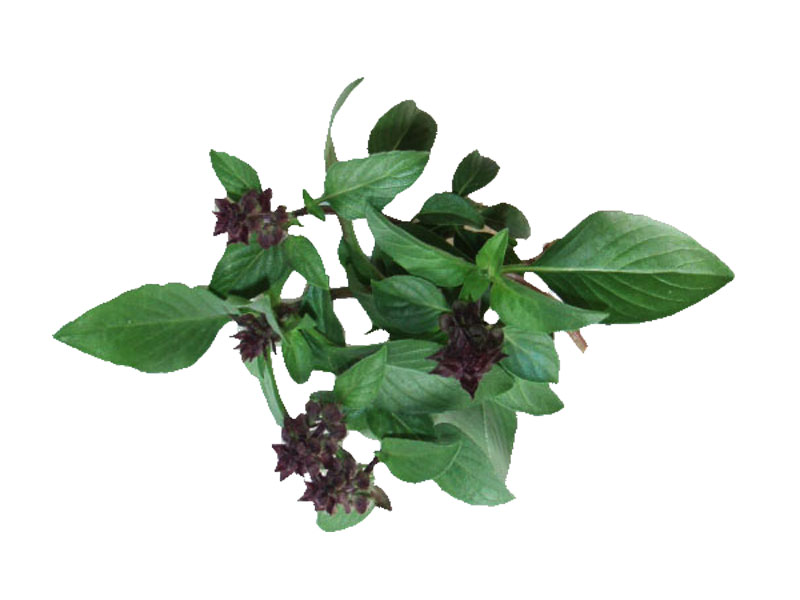 Basilico liquirizia <i>(Ocimum basilicum var. anise)</i>