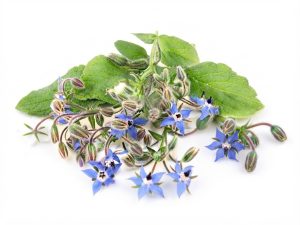 Borragine <i>(Borago officinalis)</i>