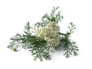 Cumino <i>(Cuminum cyminum)</i>