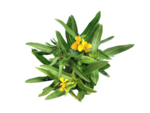 Dragoncello estragone <i>(Artemisia dracunculus L.)</i>