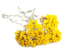 Elicriso italico dwarf <i>(Helichrysum dwarf)</i>