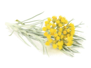 Elicriso italico <i>(Helichrysum italicum)</i>
