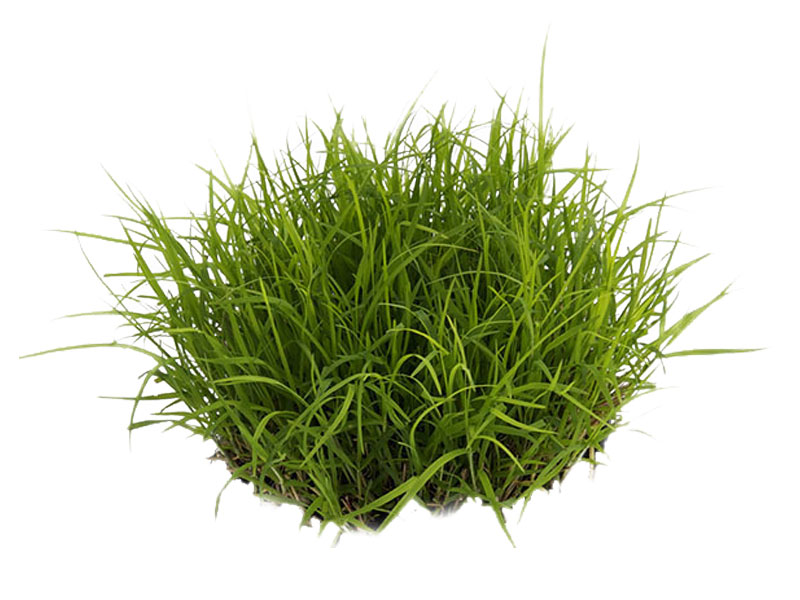 Erba gatta (Oietto Lolium Multiflorum L. ) - Azienda Bonato Piante ...