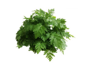 Erba maresina <i>(Chrysanthemum parthenium)</i>