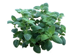 Erba pepe "peperina" <i>(Calamintha nepeta “Peperina")</i>