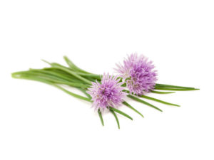 Erba cipollina <i>(Allium shoenoprasum)</i>