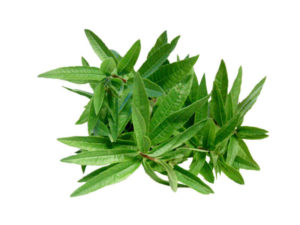 Erba Luigia <i>(Lippia citriodora)</i>