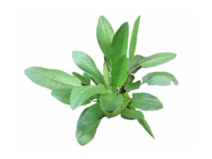 Erba San Pietro <i>(Tanacetum balsamita major)</i>