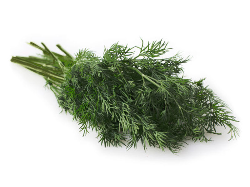 Finocchio nero <i>(Foeniculum vulgare purpureum)</i>