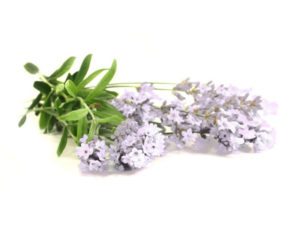 Lavanda intermedia edelweiss <i>(Lavandula intermedia edelweiss)</i>