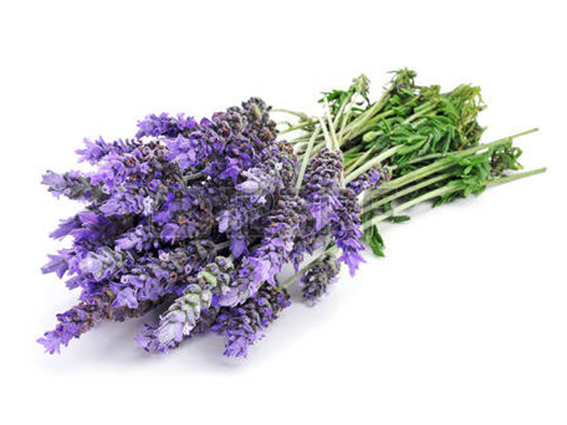 Lavanda dentata inglese <i>(Lavandula dentata candidas)</i>