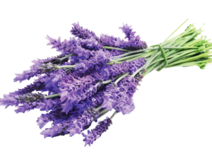 Lavanda dentata "goodwing" <i>(Lavandula Dentata “Goodwing”)</i>