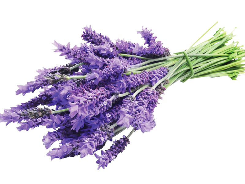 Lavanda dentata "goodwing" <i>(Lavandula Dentata “Goodwing”)</i>