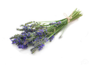 Lavanda intermedia grosso<i>(Lavandula x Intermedia "Grosso")</i>