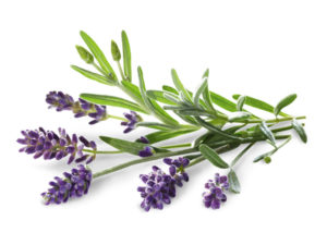 Lavanda angustifoglia margherita blu <i>(Lavandula augustifoglia "margherita blu”)</i>