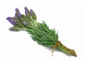 Lavanda dentata spagnola <i>(Lavandula dentata spagnola)</i>
