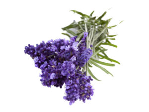 Lavanda x chatytoriae silver sand<i>(Lavandula x chaytoriae "silver sand")</i>