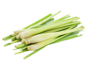 Lemon grass <i>(Cymbopogon citratus)</i>
