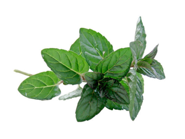 Menta glaciale <i>(Mentha acquatica)</i>