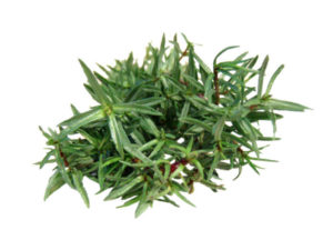 Menta marocchina <i>(Mentha "marocchina" o "cervina")</i>