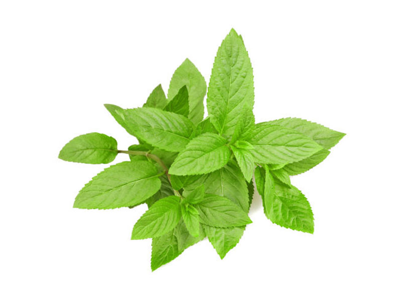Menta piperita