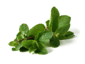 Menta spicata <i>(Mentha Maroccan)</i>