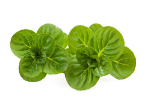 Menta valdostana <i>(Mentha rotundifolia)</i>