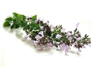 Mentuccia romana <i>(Calamintha officinalis)</i>