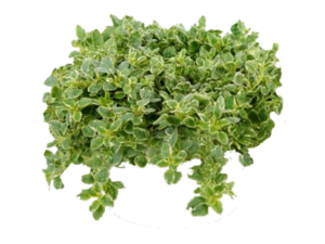 Origano variegato <i>(Origanum variegatum)</i>