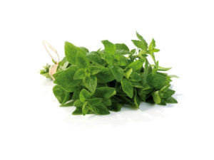 Origano officinale <i>(Origanum vulgare)</i>