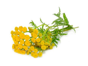 Piretro <i>(Tanacetum vulgare)</i>