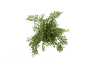 Rosmarino prostrato <i>(Rosmarinus officinalis prostatus)</i>