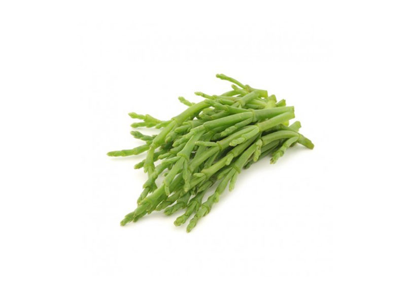 Salicornia <i>(Salicornia europaea)</i>