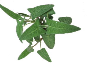 Salvia diavolo <i>(Salvia daemonium)</i>