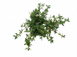 Timo arancio <i>(Thymus “Fragrantissimus Orange”)</i>