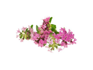 Timo praecox <i>(Thymus praecox)</i>