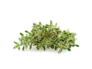 Timo lady d. <i>(Thymus vulgaris "Lady d.")</i>