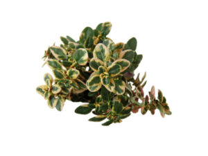 Timo  anderson gold <i>(Thymus x citriodorus "Anderson gold")</i>