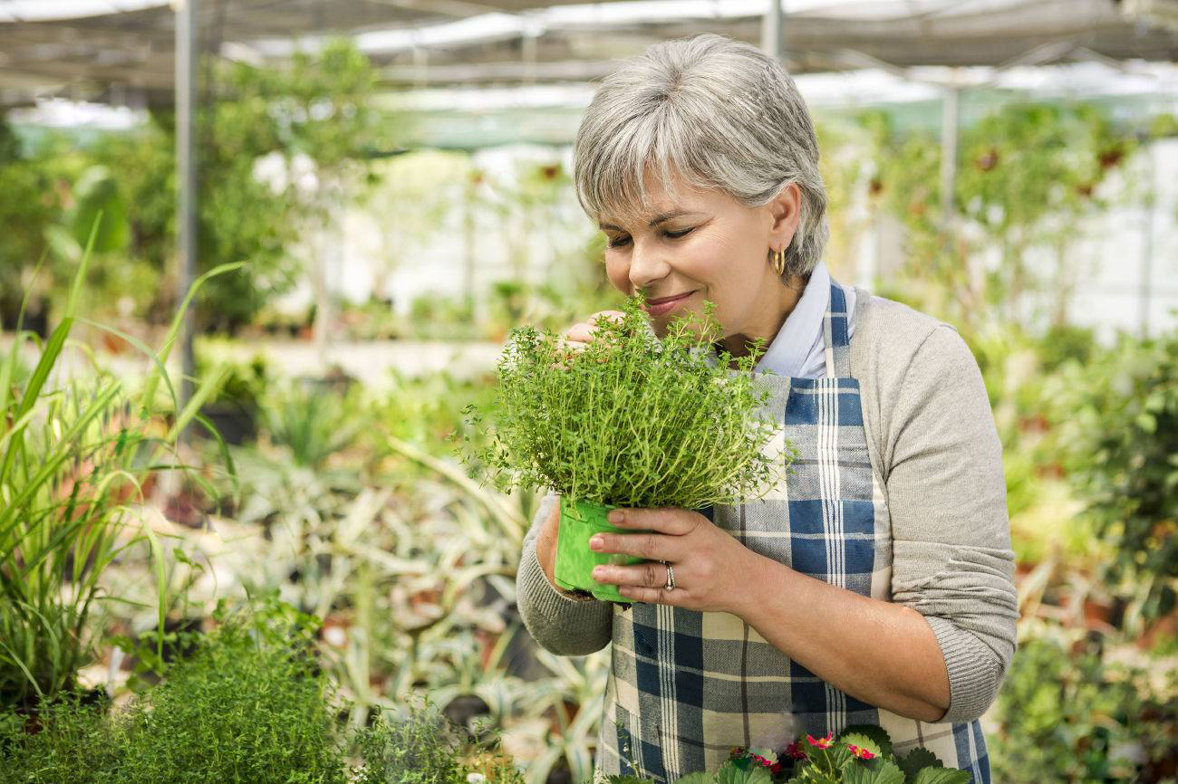 produzione piante aromatiche produzione piante aromatiche