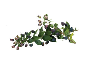 Mirto communis <i>(Myrtus communis)</i>