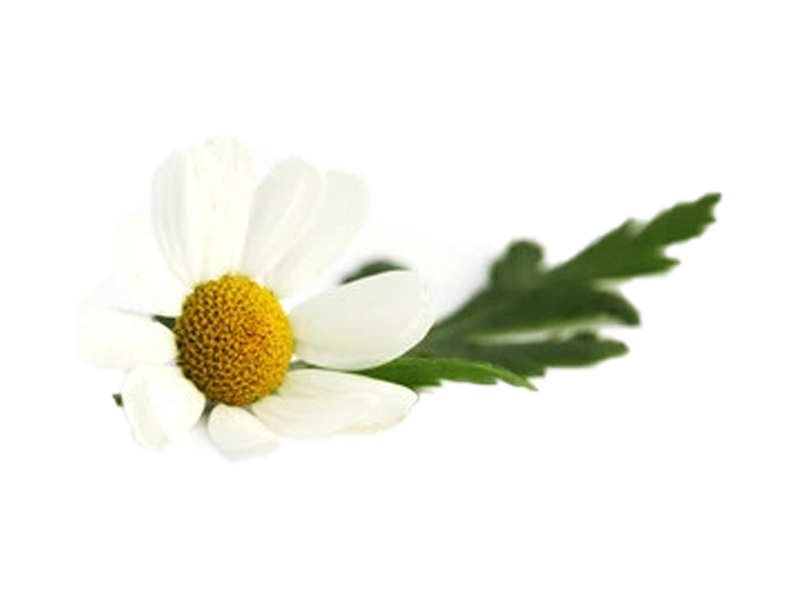 Piretro della Dalmazia <i>(Chrysanthemum cinerariifolium)</i>