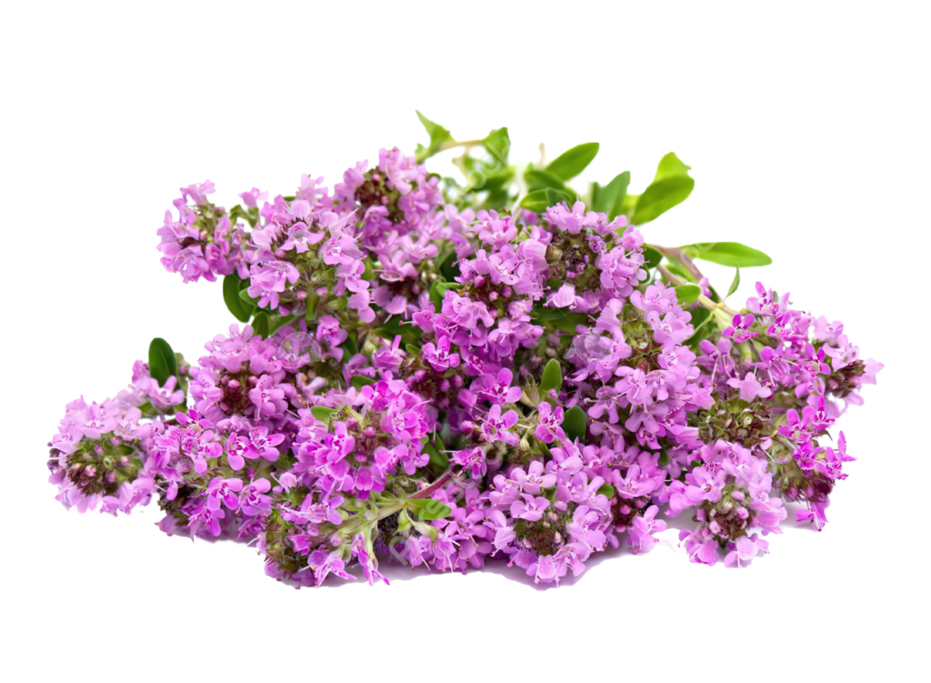 Timo serpillo compatto (Thymus serpyllum Azienda Bonato