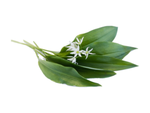 Aglio Orsino<i>(Allium ursinum)</i>