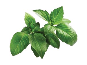 Basilico Artico<i>(Ocimum basilicum)</i>