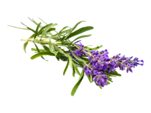 Lavanda angustifoglia Havanna <i>(Lavandula angustifolia "Havanna")</i>
