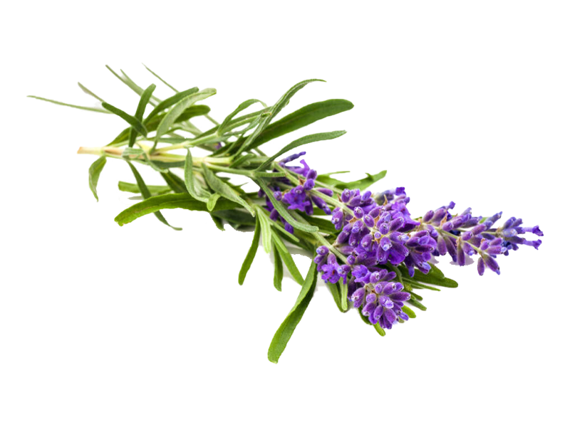 Lavanda angustifoglia Havanna <i>(Lavandula angustifolia "Havanna")</i>