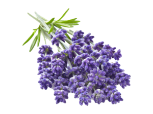 Lavanda angustifoglia Lavance <i>(Lavandula angustifolia "Lavance")</i>